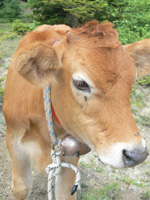 cow2