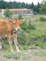 cow4