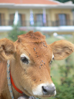 cow5